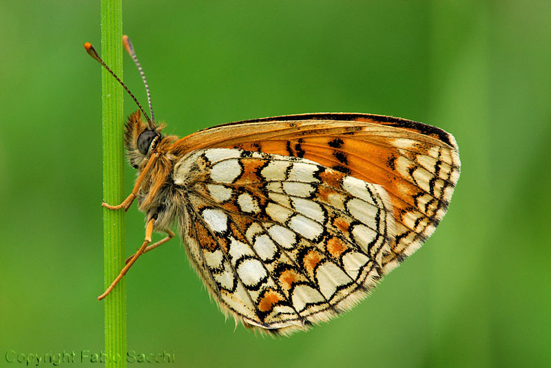 Melitaea athalia ?